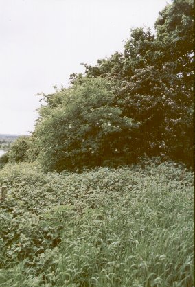 Old hedgerow on edge of Hail Mary Hill Wood
